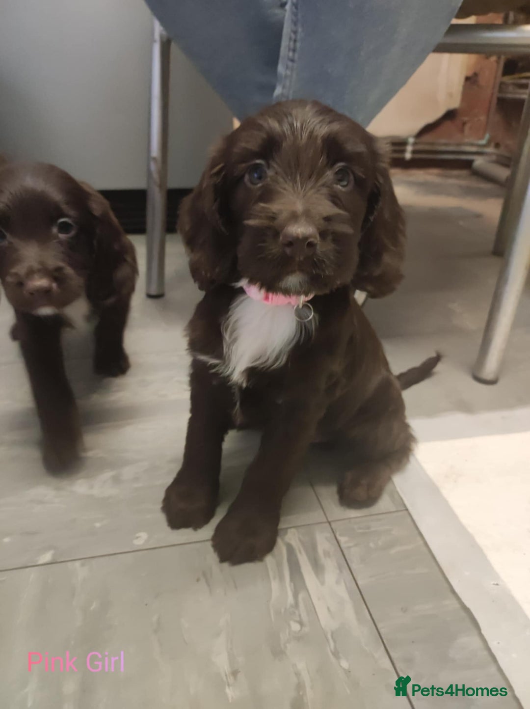 Mixed Breed dogs for sale: Sprockerpoo - Image 6