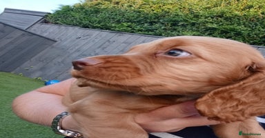 Cocker Spaniel dogs - Advert 16