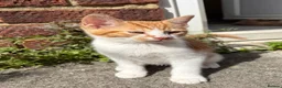 Mixed Breed cats for sale: Gorgeous kittens - Advert 8