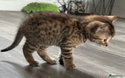 Bengal cats for sale: Bengal cross kittens  - Image 17