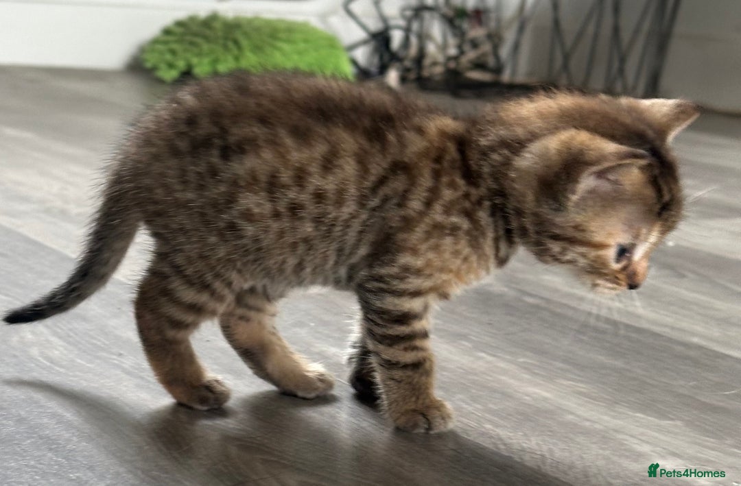 Bengal cats for sale: Bengal cross kittens  - Image 17