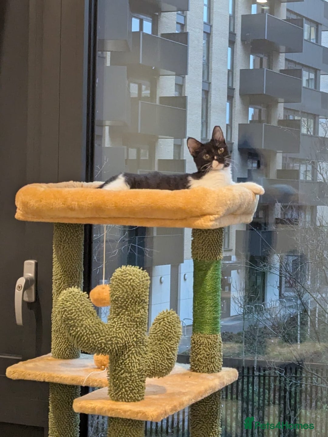 Mixed Breed cats for adoption: DAISY 6M USED TO CALM DOG-CUTE AS A BUTTON - Advert 4