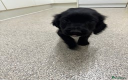 Cocker Spaniel dogs for sale: Show type cocker spaniel puppies  - Image 16