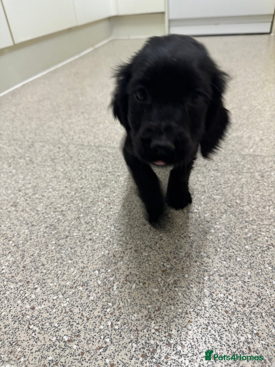 Cocker Spaniel dogs for sale: Show type cocker spaniel puppies  - Image 16