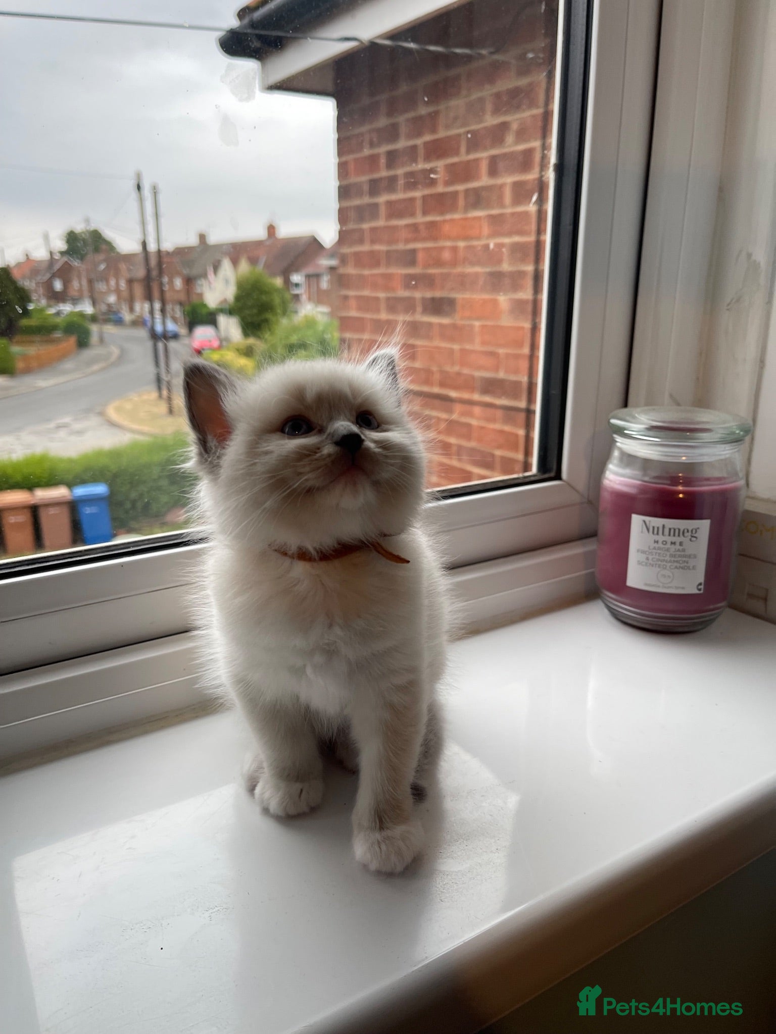 Ragdoll cats 🐾 GCCF Ragdoll Kittens🐾 - Advert 18
