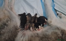 Siberian Husky dogs for sale: Six gorgeous husky pups - Image 4