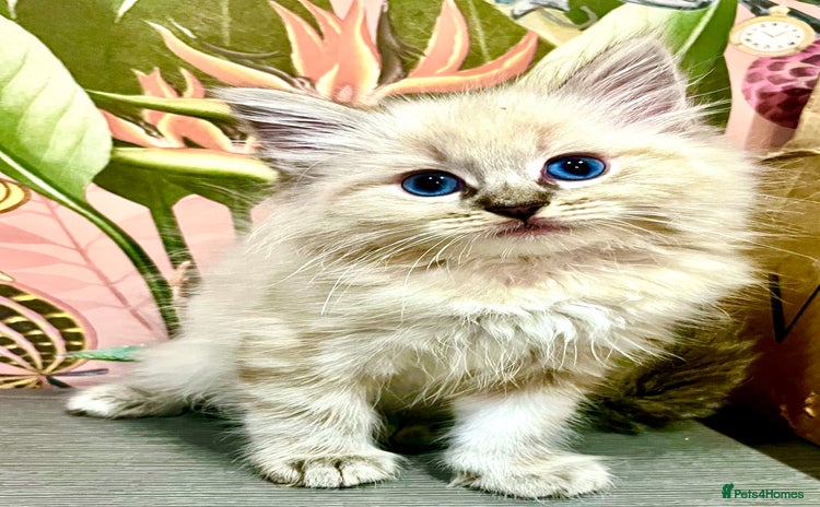 Ragdoll cats - Advert 1