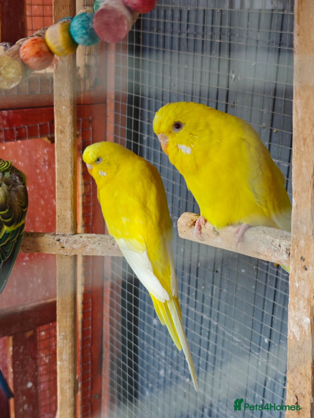 Budgerigars birds for sale: Budgies (Parakeets) for sale! - Image 7