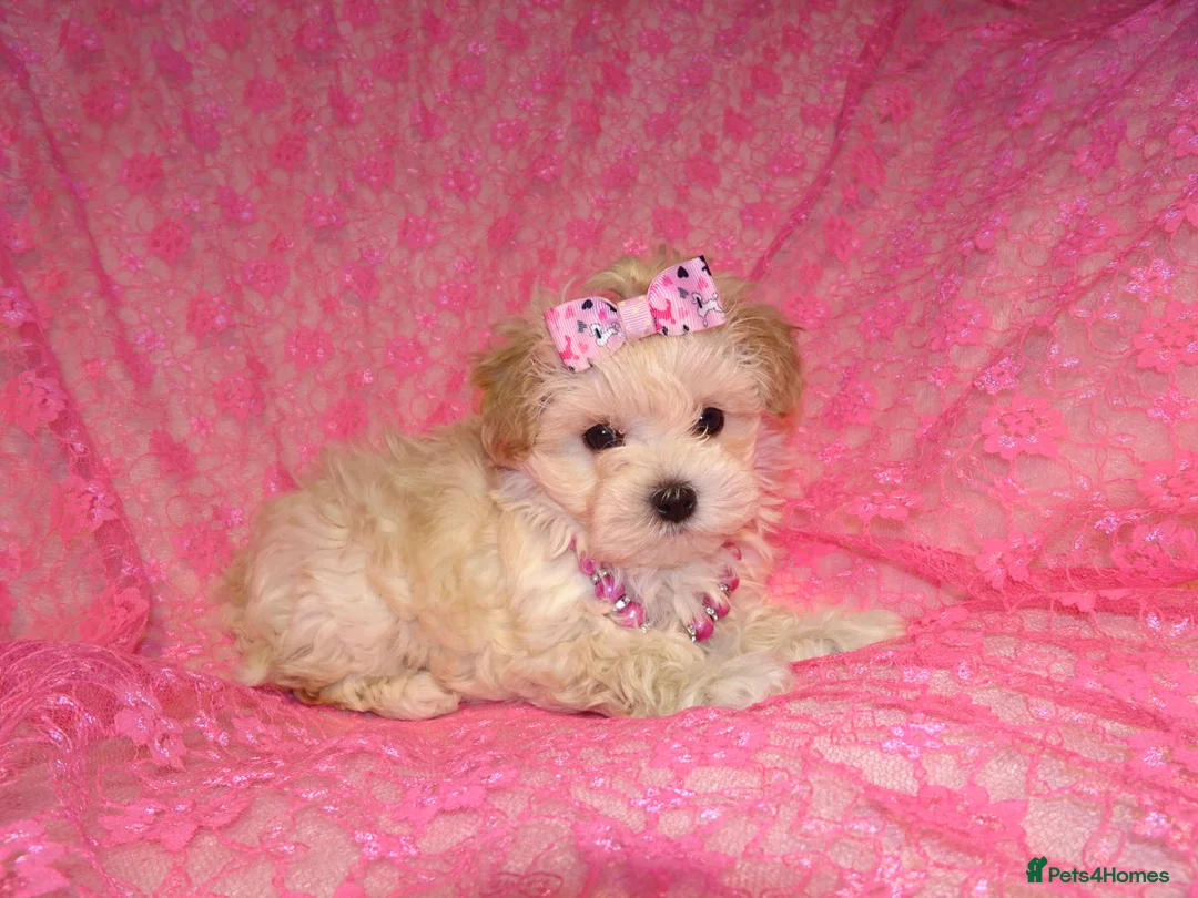 Maltipoo dogs for sale: *Apricot F1 Maltese x Toy Poodle Maltipoo Puppy* - Advert 13