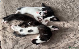 British Shorthair cats for sale: Kittens for sale - Image 24