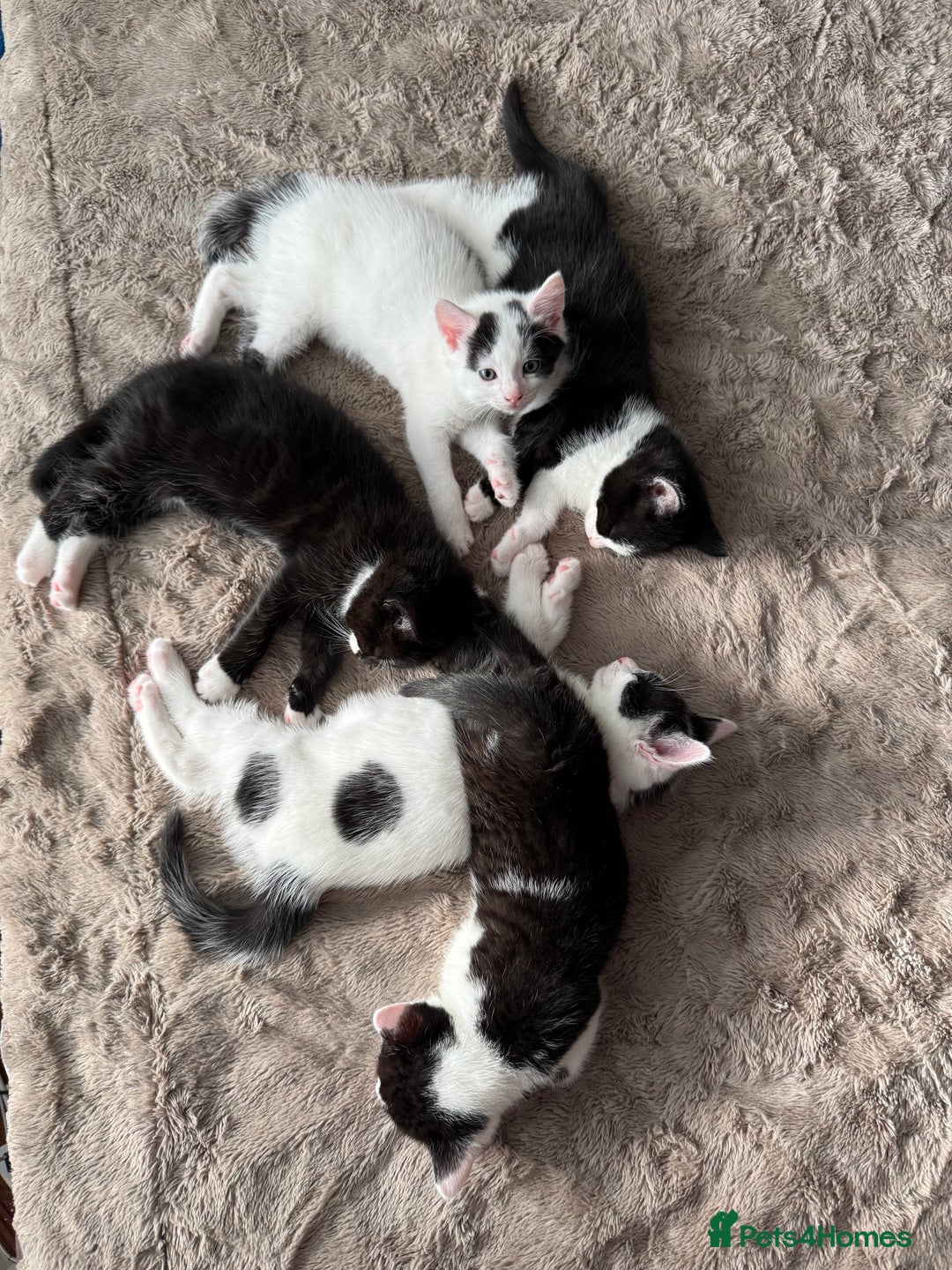 British Shorthair cats for sale: Kittens for sale - Image 24