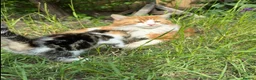 Mixed Breed cats for sale: 4x Maincoon X American Wire Hair Kittens for sale  in Stourport-on-Severn - Advert 11