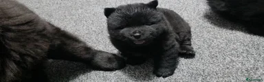 Chow Chow male