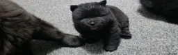 Chow Chow dogs for sale: Kc registered violet chow chows  - Advert 4