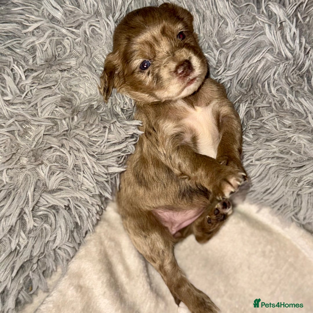 Cocker Spaniel dogs for sale: 🐶THE 8 MISFITS of SHEER BEAUTY🐶 - Advert 5