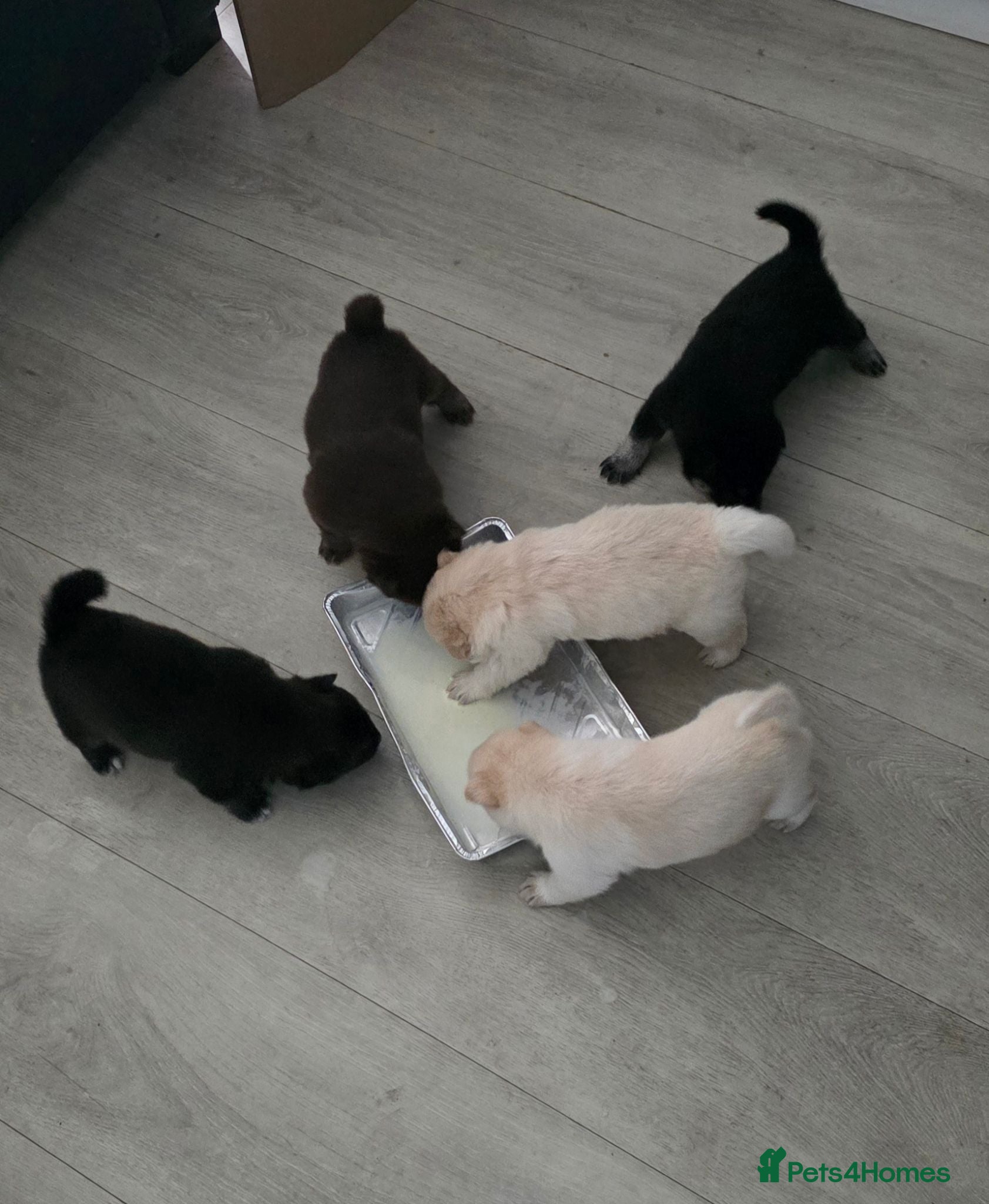 Mixed Breed dogs 5 adorable female chowskis  - Advert 1