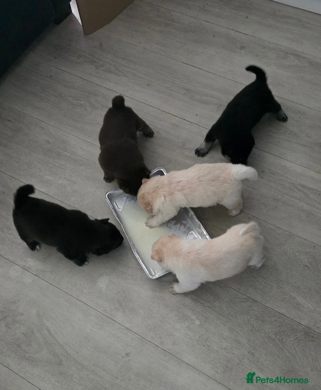 Mixed Breed dogs for sale: 5 adorable female chowskis  - Advert 1