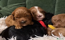 Cavapoo dogs for sale: Cavapoo puppies fully health tested parents - Image 1