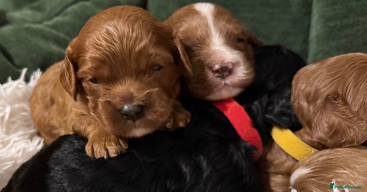 Cavapoo puppies fully health tested parents for sale in Hayling