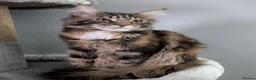 Maine Coon cats for sale: Mainecoon - Advert 21