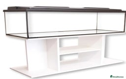 Tetras fish for sale: 160L tank with stand - Image 5