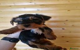 Yorkshire Terrier dogs for sale: Miss Bella and adorable boys - Image 11
