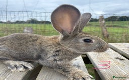 Continental Giant rabbits for sale: Pure breed very large Giant continental rabbits  - Image 10