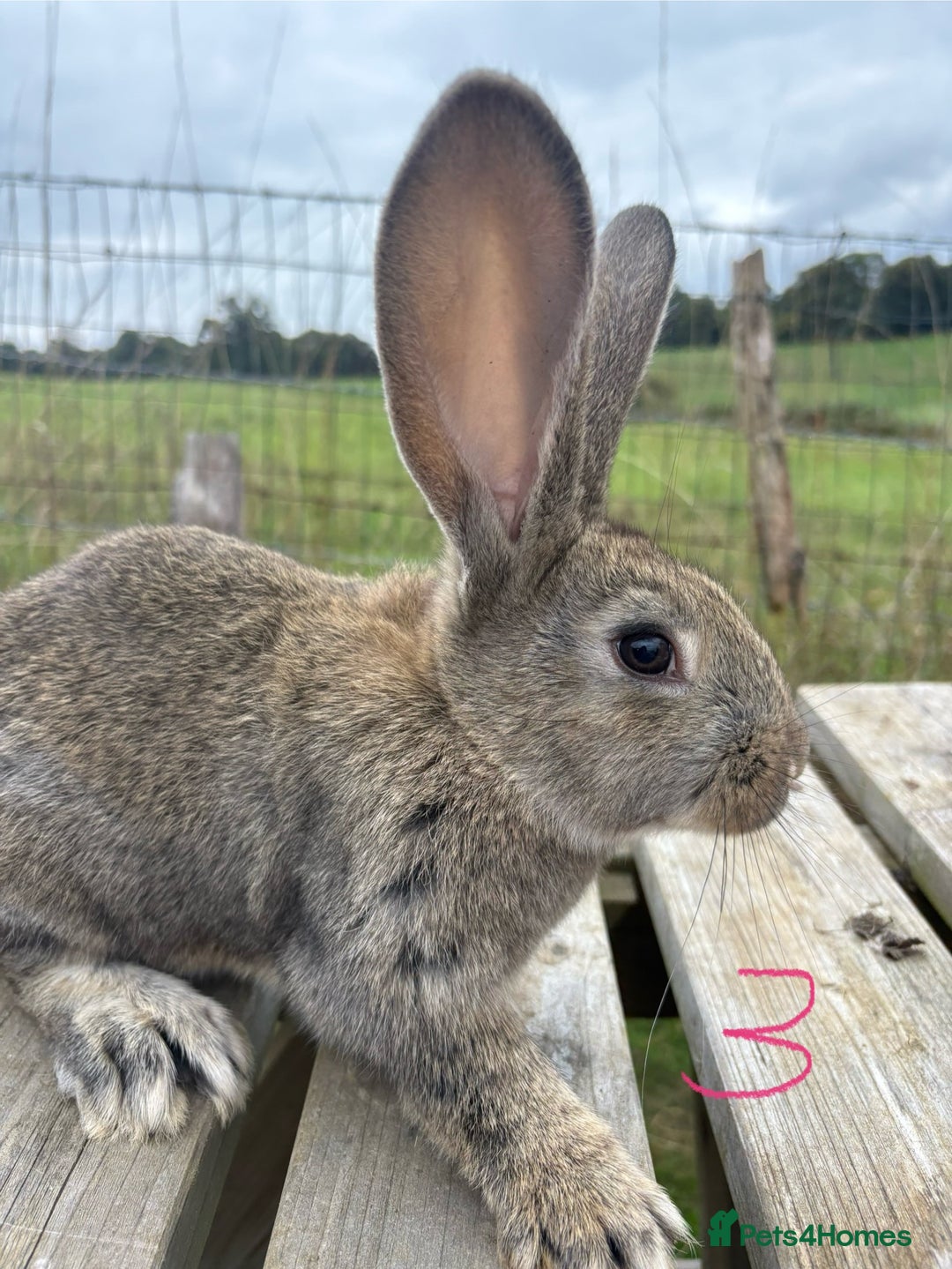 Continental Giant rabbits for sale: Pure breed very large Giant continental rabbits  - Image 10