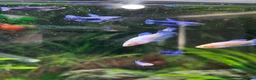 Bettas fish for sale: Mixed betta fish  - Advert 38