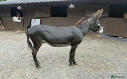 Other Breed horses for sale: Donkey Trio - Looking for a family  - Image 2