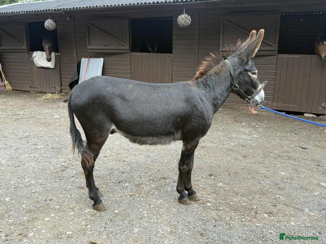 Other Breed horses for sale: Donkey Trio - Looking for a family  - Image 2