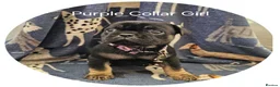 Frug dogs for sale: Fun-loving Frug pups seeking their forever family! - Advert 20