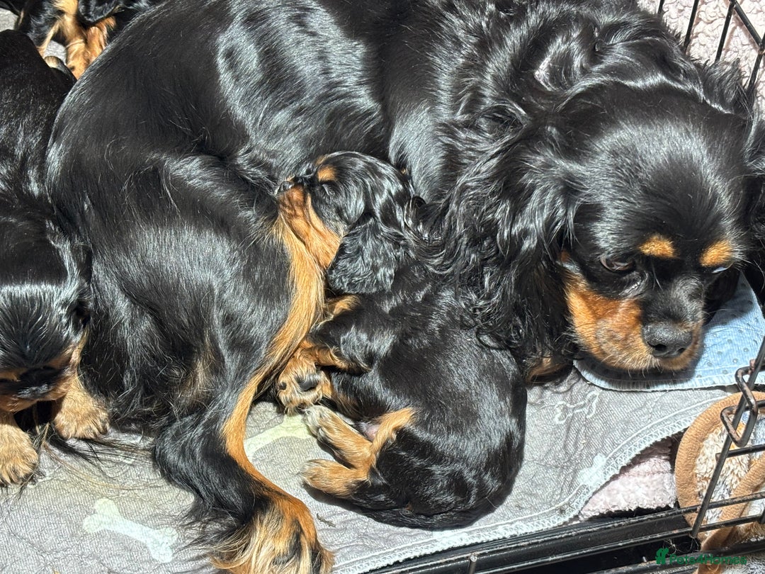 Cavalier King Charles Spaniel dogs for sale: Cavalier King Charles spaniel puppies  - Advert 7