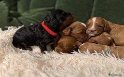 Cavapoo dogs for sale: Cavapoo puppies fully health tested parents - Image 22