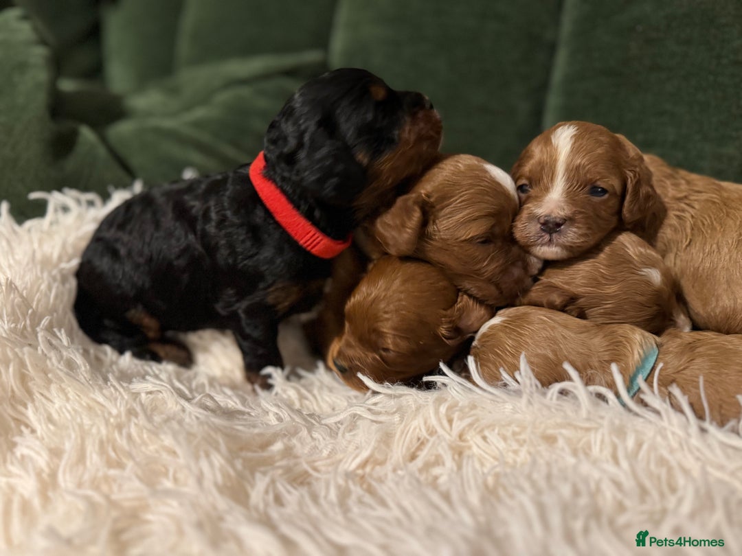 Cavapoo dogs for sale: Cavapoo puppies fully health tested parents - Image 22