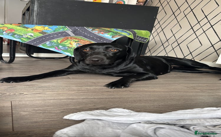 Goldador dogs - Advert 2