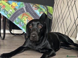 Goldador dogs - Advert 2