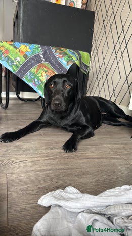 Goldador dogs - Advert 1