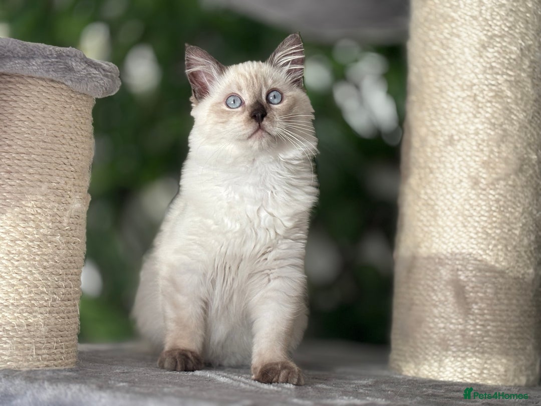 Ragdoll cats for sale: TICA, DNA tested, 5 gen pedigree  - Image 23