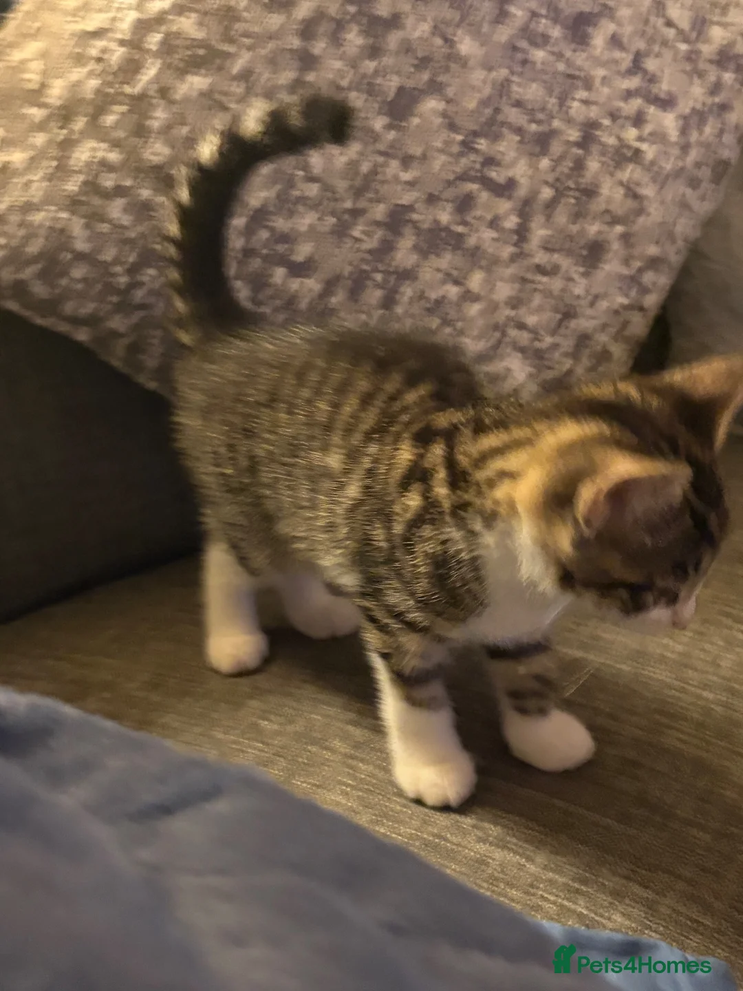 Mixed Breed cats for sale: 3 beautiful kittens in Nottingham - Advert 10