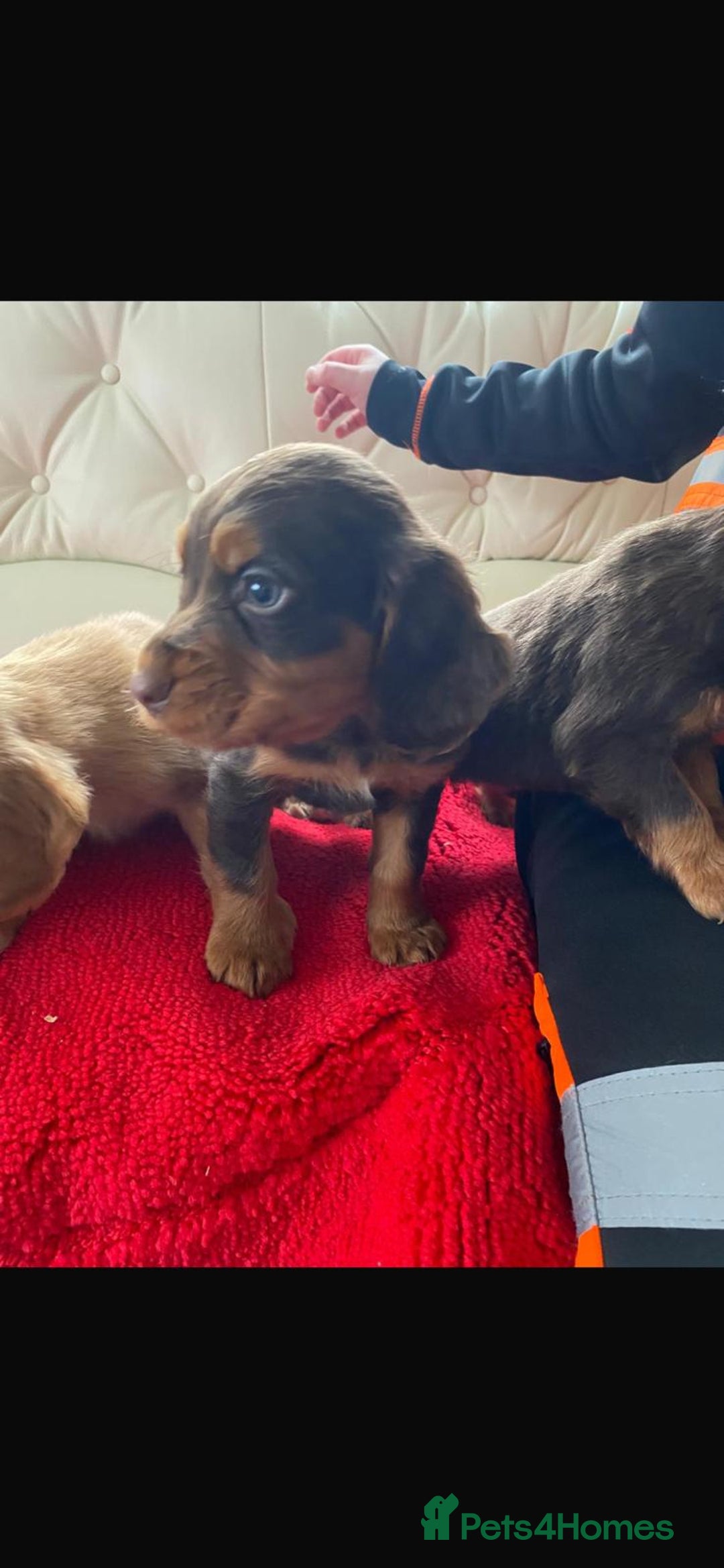 Cocker Spaniel dogs for sale: Beautiful litter of cocker spaniel puppys - Advert 18