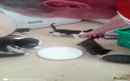British Shorthair cats for sale: Adorable Black and white kittens - Image 4