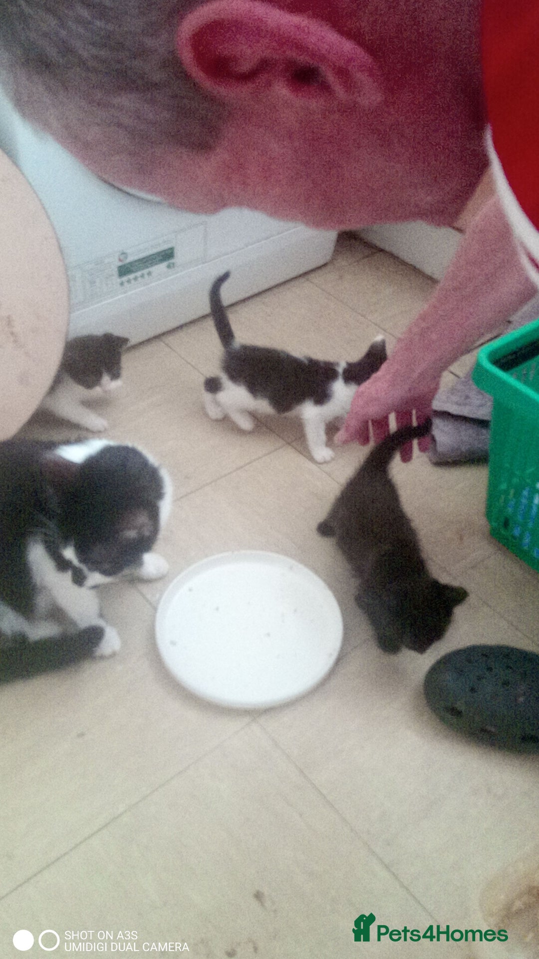 British Shorthair cats for sale: Adorable Black and white kittens - Image 4