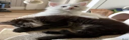 Maine Coon cats for sale: Stunning full breed Maine Coons ready now!  - Advert 5