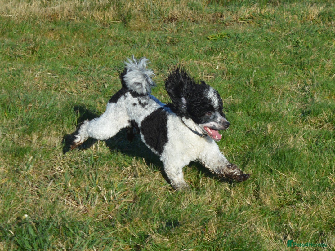 Miniature Poodle dogs for stud: Gorgeous Parti Miniature Poodle - Advert 25