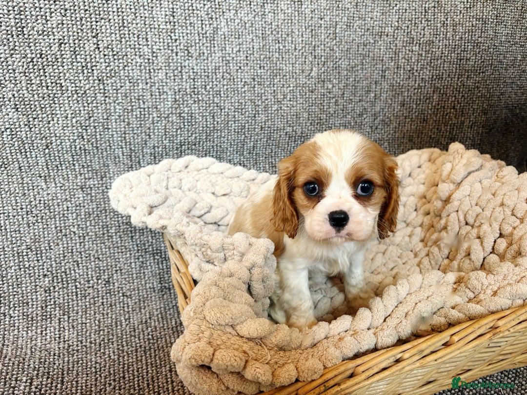 Cavalier King Charles Spaniel dogs for sale: Cavalier King Charles Puppys   - Advert 7
