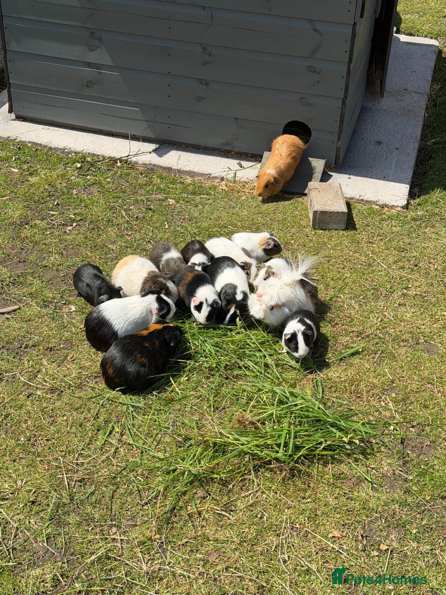 Guinea Pig rodents Home reared male guineas  - Advert 1