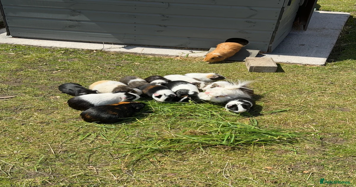 guinea-pig-rodents-for-sale-pets4homes