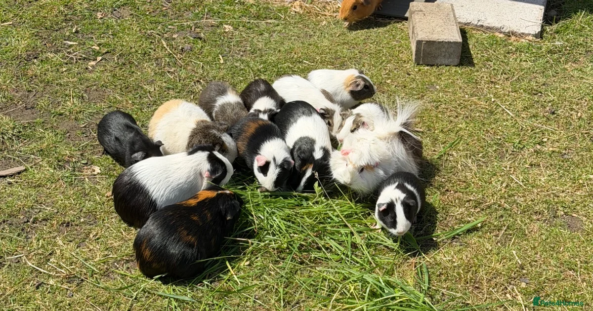 Guinea Pig Rodents For Sale Pets4Homes guinea-pig-rodents-for-sale-pets4homes