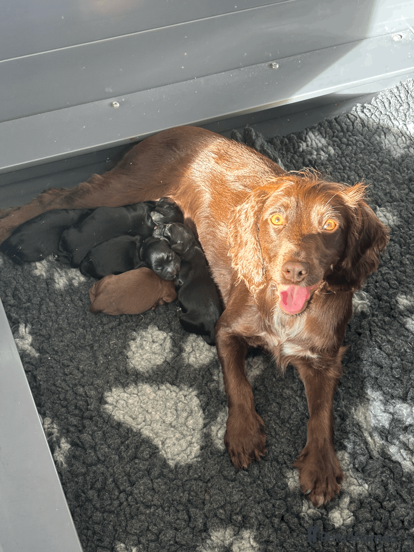 Cocker Spaniel dogs Gorgeous Working Cocker Spaniel Puppies 🐾 - Advert 3